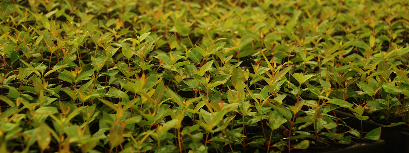 2023 Trafigura Brujula Verde Banner