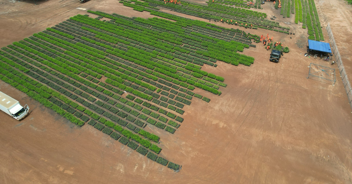 29 01 2026 Miombo Restoration Alliance Launches Four Large Scale Carbon Removal Projects